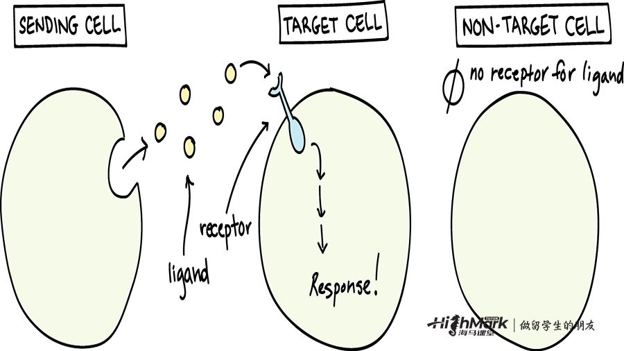 細胞信號傳導類型
